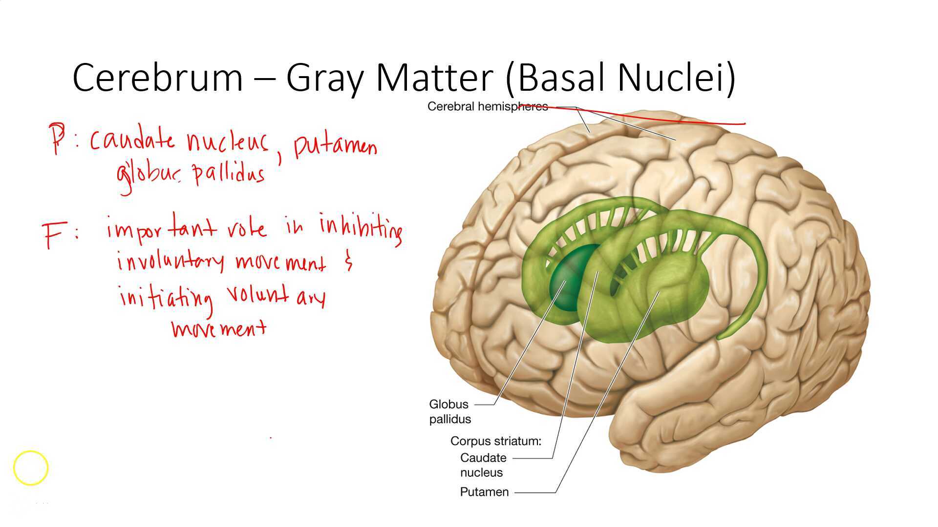 Basal Nuclei to Brain Stem