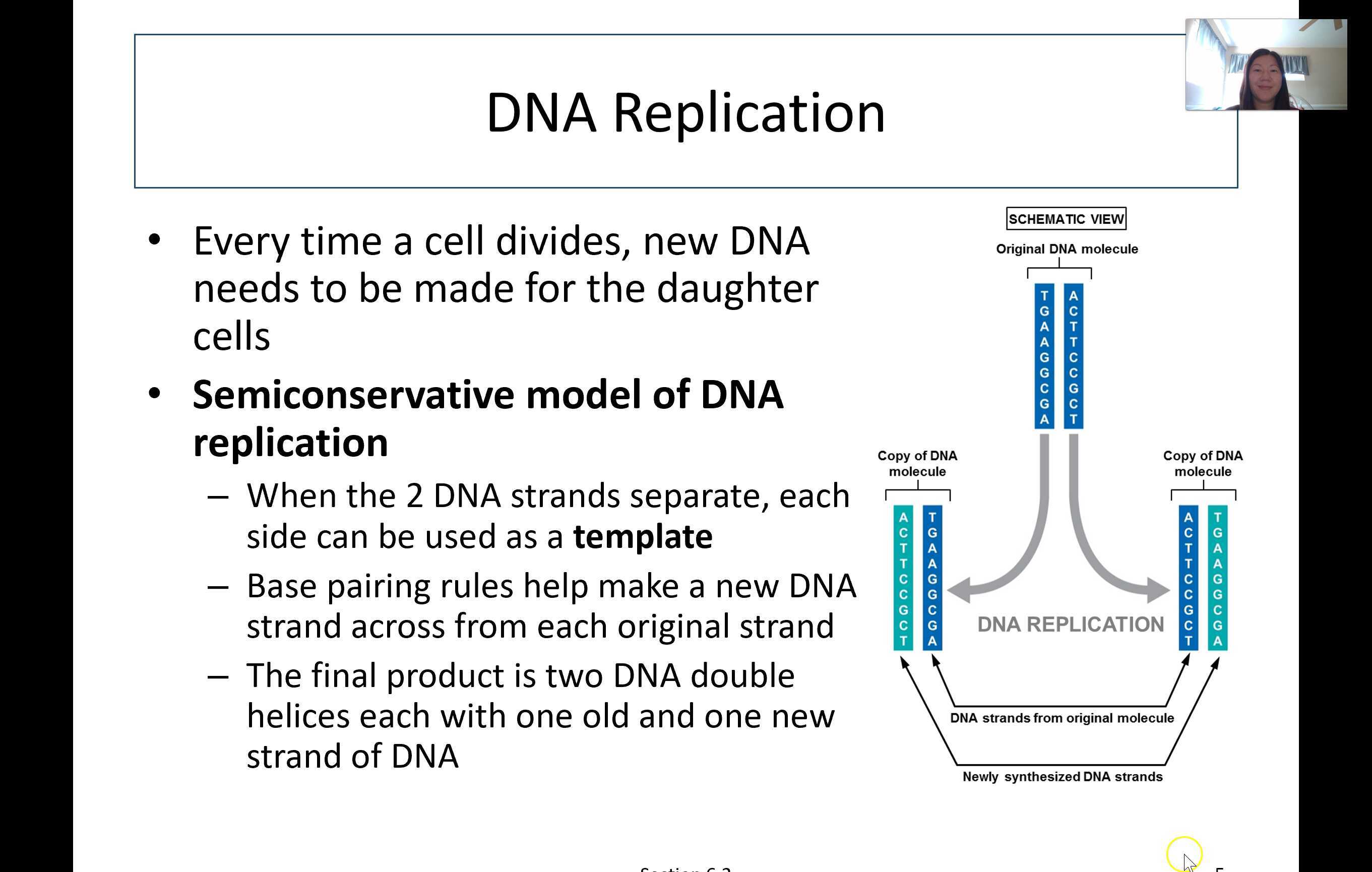 Why Is The Replication Of Dna Called Semiconservative 25 - hwbi42h