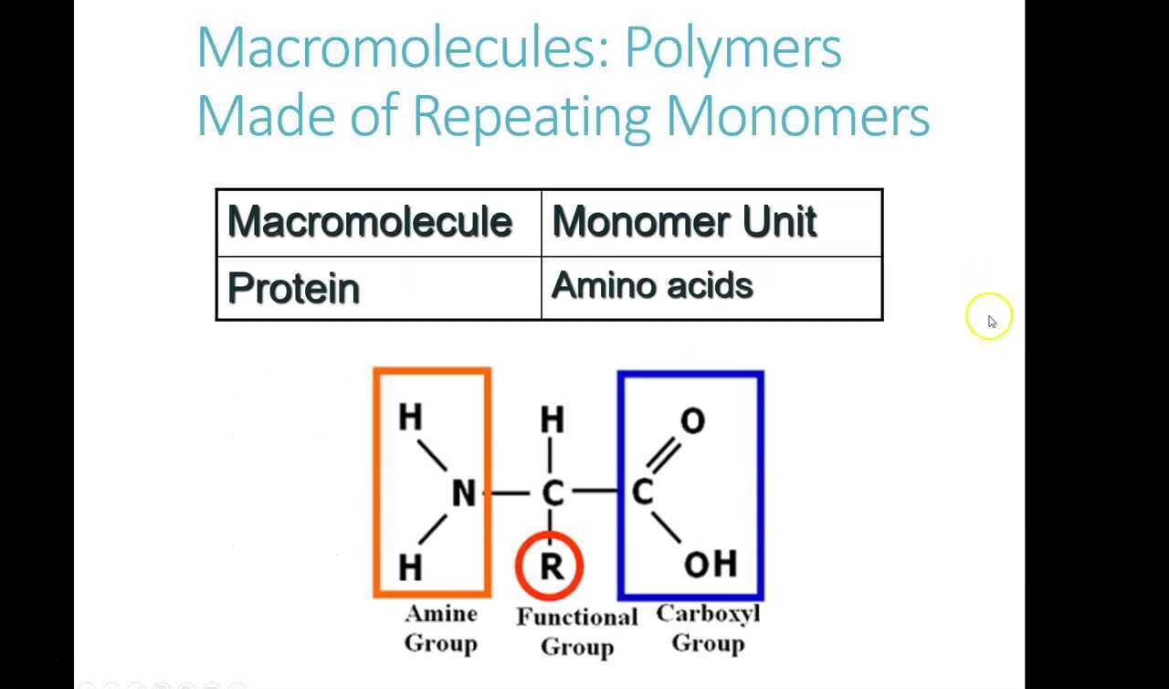 Macromolecules Part 4 Protein Video
