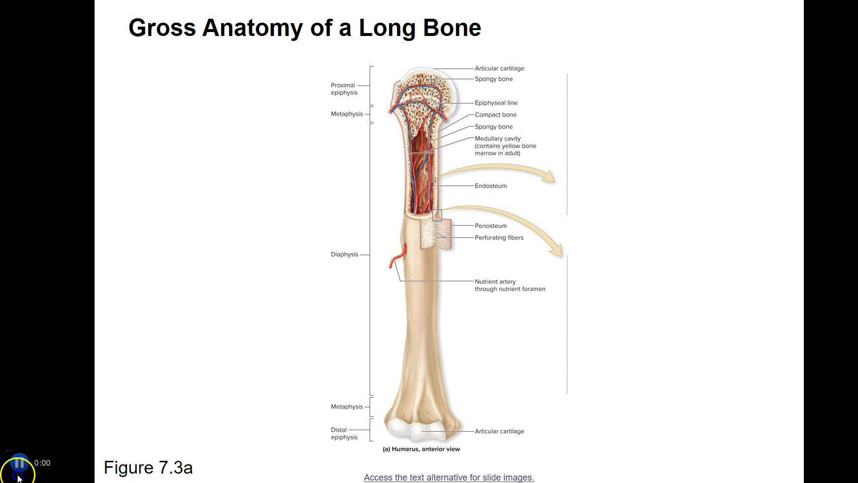 Gross Anatomy Of The Typical Long Bone Basic Anatomy vrogue.co