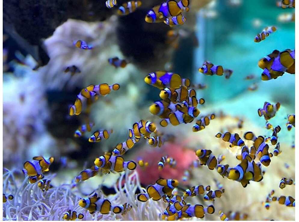 most expensive clownfish