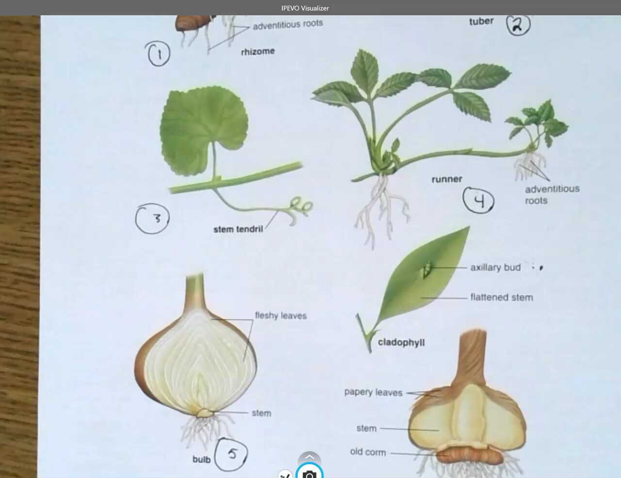 Modified Specialized Stems (Video 2)