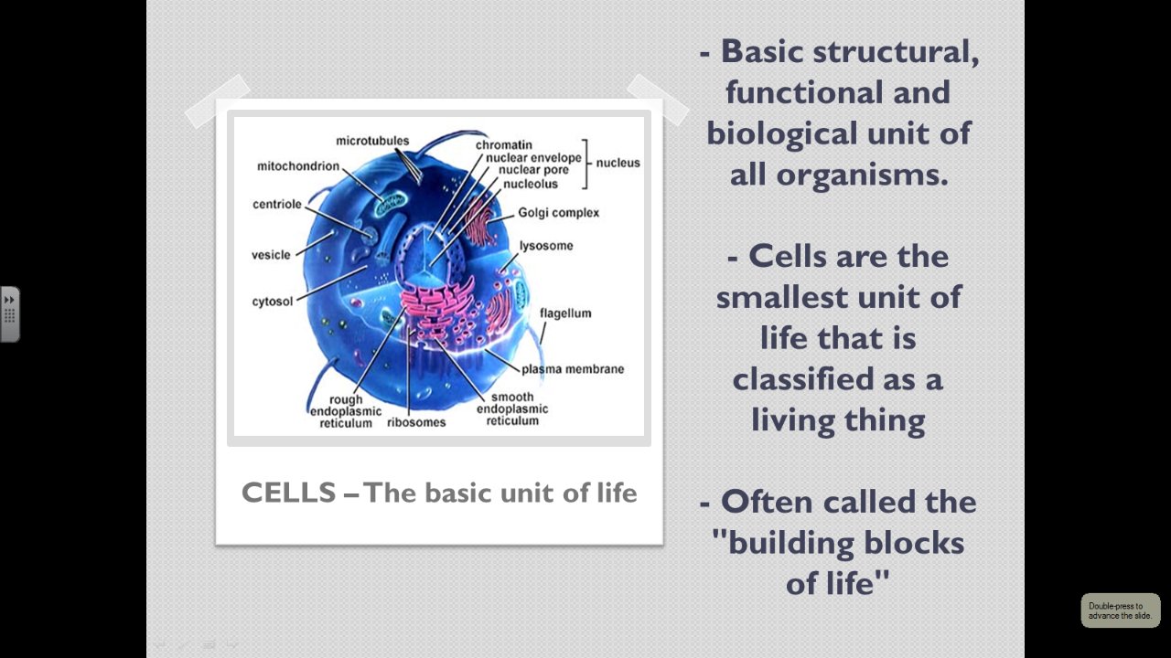Cell History and Structure