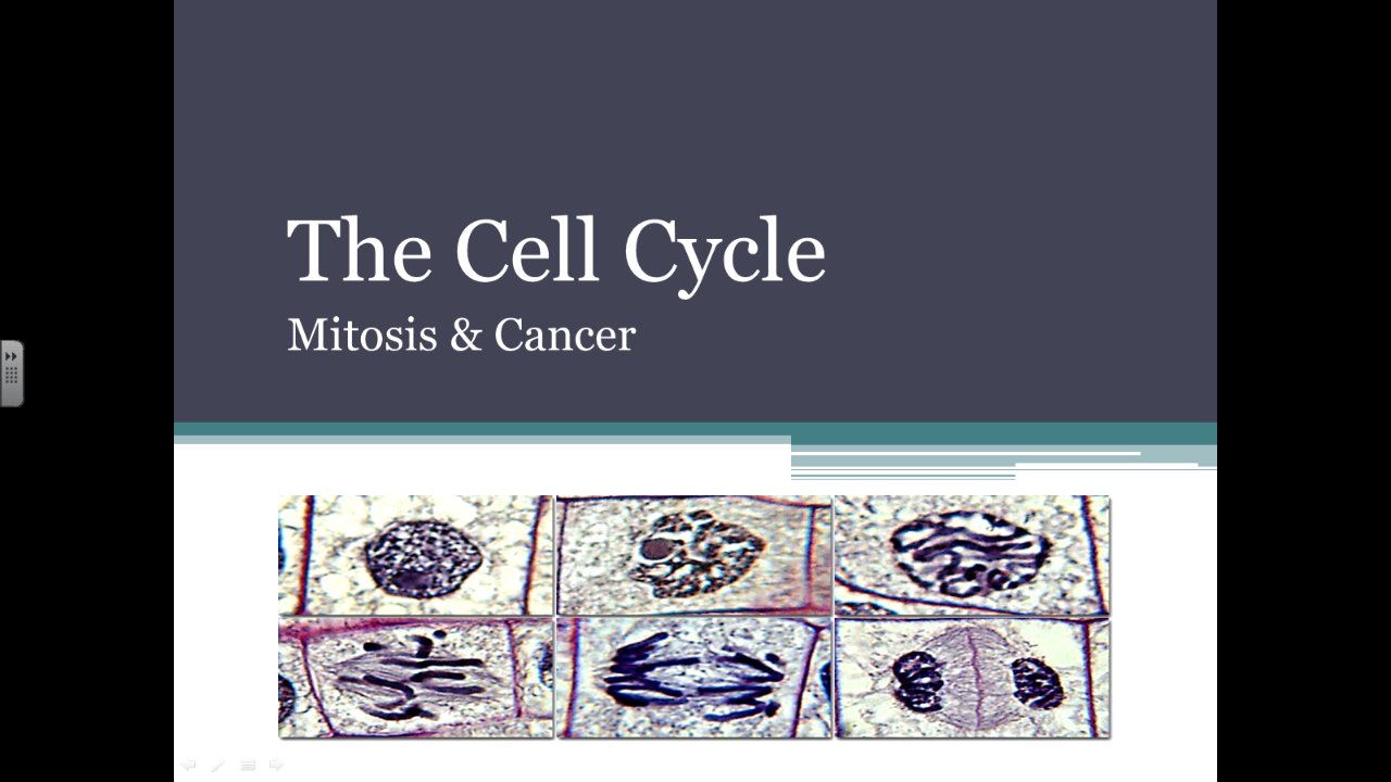 The Cell Cycle Mitosis and Cancer