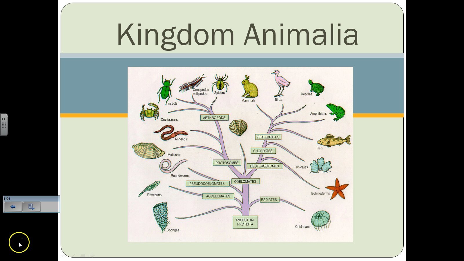 Kingdom Animalia