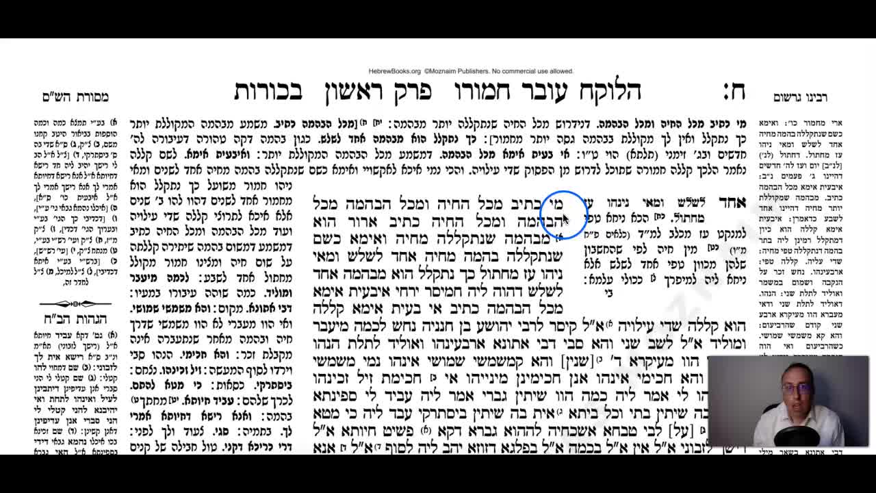 Bechoros Daf 8b Daf Yomi Gemara (Talmud) Meseches Bechoros Mesechet Bechorot Masechet Behorot