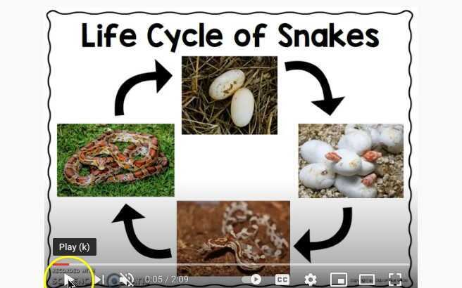 Snake Life Cycle