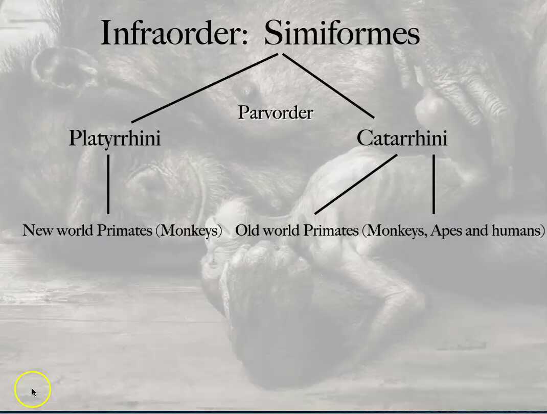 Infraorder Simiforms AND Parvorder's Platyrrhine vs. Catarrhine