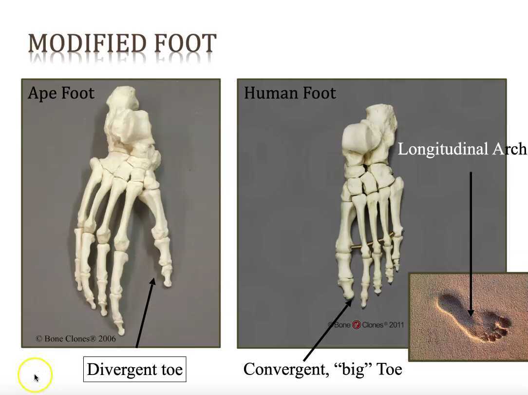 l17-1-5-ape-vs-human-foot