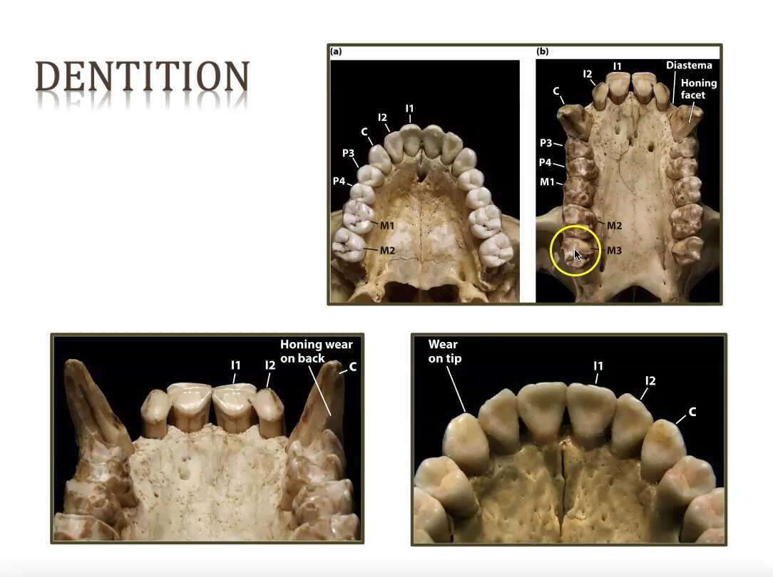 L17.2 Ape Honing vs Hominin Nonhoning Denititon