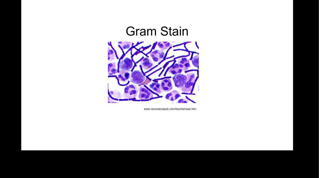 Gram Stain And Acid Fast Stain for Gram Stain And Acid Fast Differences