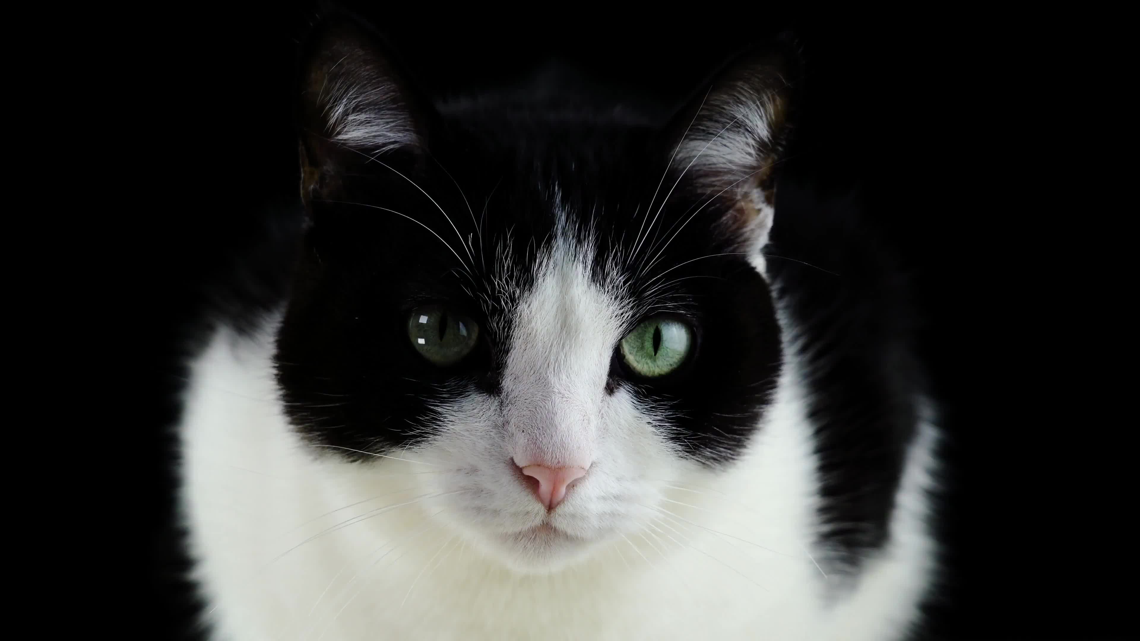 Cat - 4k